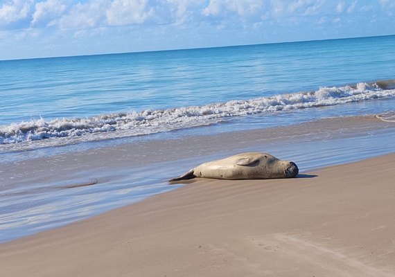 Elefante-marinho chega à Ponta Verde e mobiliza operação para evitar riscos ao animal e à população