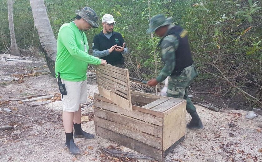 IMA e ICMBio flagram pesca ilegal de caranguejos-uçá no Litoral Norte de Alagoas