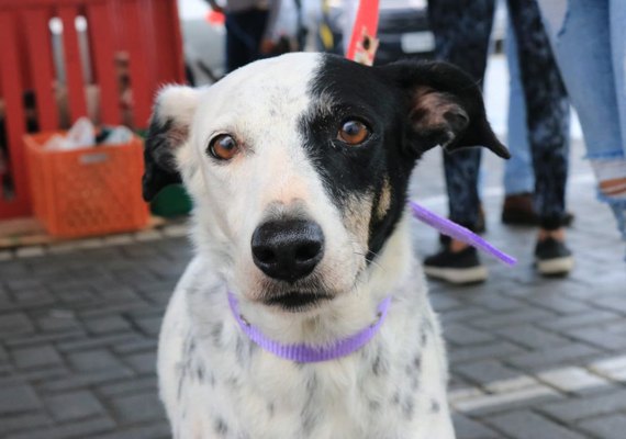 90% dos casos de leishmaniose visceral canina da América do Sul ocorrem no Brasil