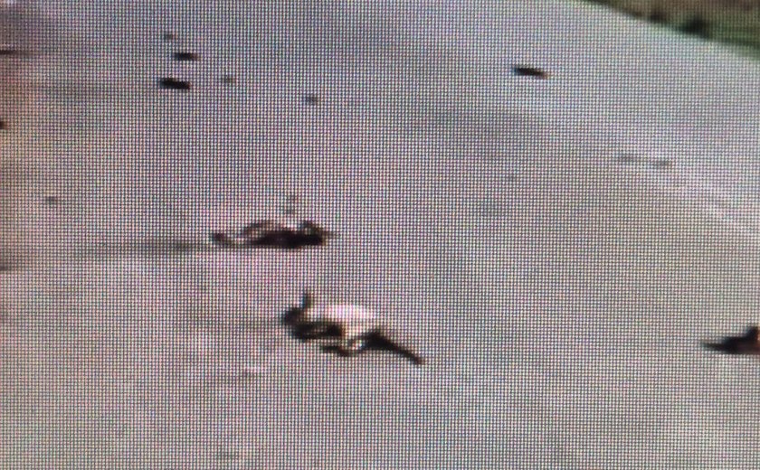 Denúncia de maus-tratos a animais causa indignação em Viçosa