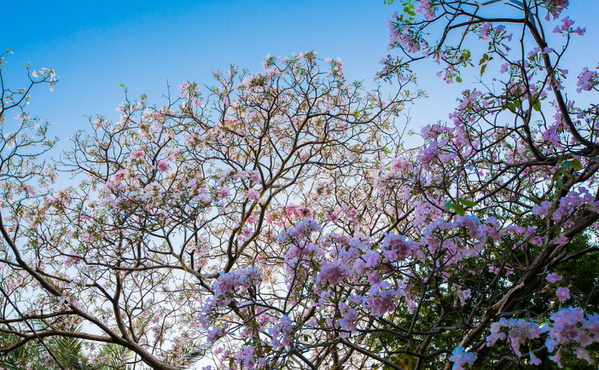 Primavera começa oficialmente no Brasil neste domingo (22)