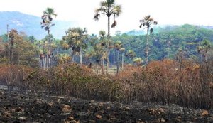 Após incêndio na Chapada, voluntários defendem continuidade de ações preventivas