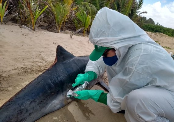 Golfinho com manchas de óleo é encontrado morto em Feliz Deserto