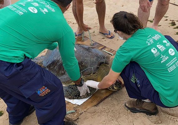 Tartaruga encalha na Praia de Ipioca e é socorrida pelo Biota