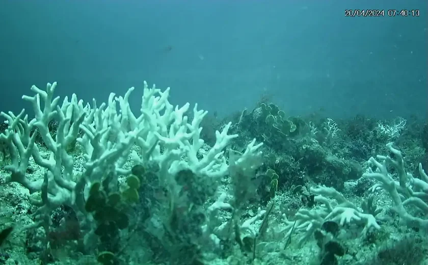 Edital do BNDES destina R$ 43 milhões para proteção de ilhas oceânicas