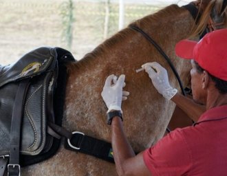 Prefeitura de Marechal Deodoro inicia campanha de vacinação para equinos neste sábado (11)