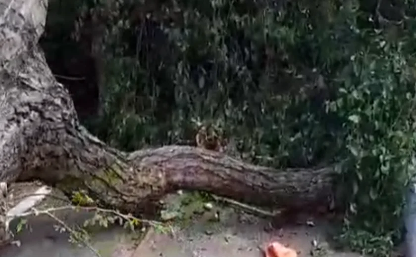 Gari quase é esmagado após queda de árvore no Poço, em Maceió