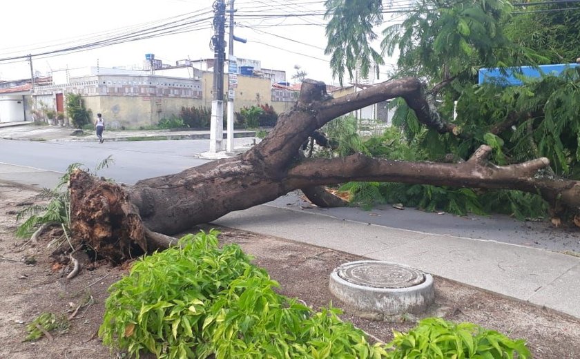 Árvore cai bloqueando trânsito na principal do Murilópolis