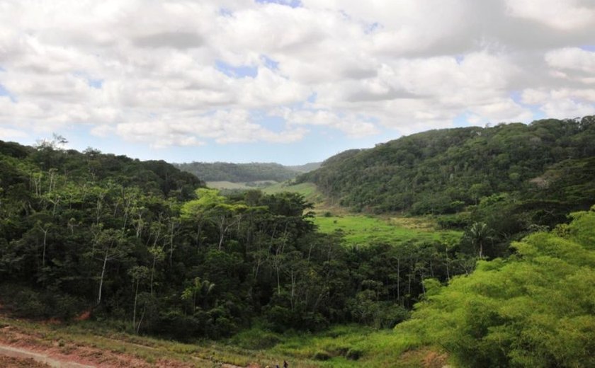 Alagoas é o segundo estado que menos desmata Mata Atlântica no país