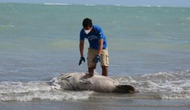 Peixe em extinção é encontrado morto na praia da Pajuçara