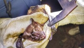 Maceió registra três casos de raiva animal