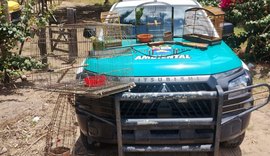 Batalhão Ambiental apreende arma de fogo e resgata animais silvestres em Limoeiro de Anadia
