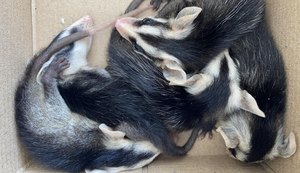 O que fazer ao encontrar cassacos em residências?