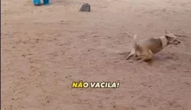 Estudantes de Recife lançam campanha contra ataques de tubarão: