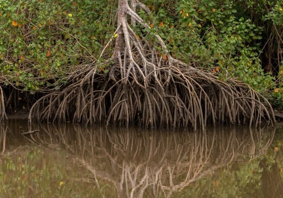 Perda anual de manguezais cai 44% no mundo e reforça papel do ecossistema contra a crise climática