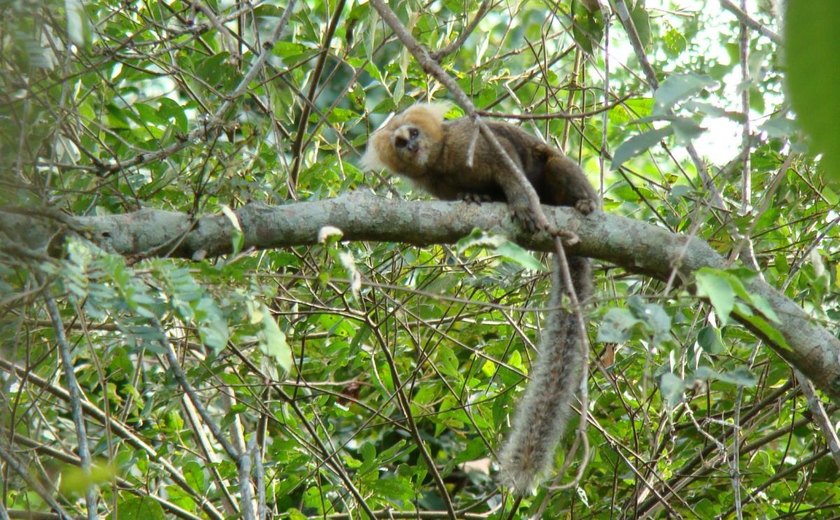 CCZ colhe amostras da morte de outro macaco para análise em laboratório no Pará