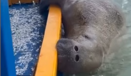 Peixe-boi surpreende turistas nas piscinas naturais do Patacho, em Alagoas