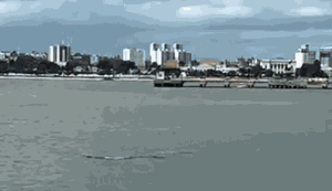 Espetáculo: golfinhos são flagrados no Porto de Maceió e encantam moradores