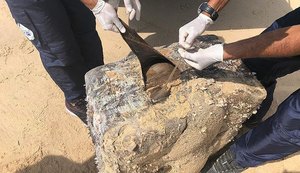 Estudo sobre óleo descobre origem de fardos