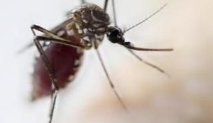 Mosquitos que podem transmitir Febre Amarela foram capturados em Alagoas