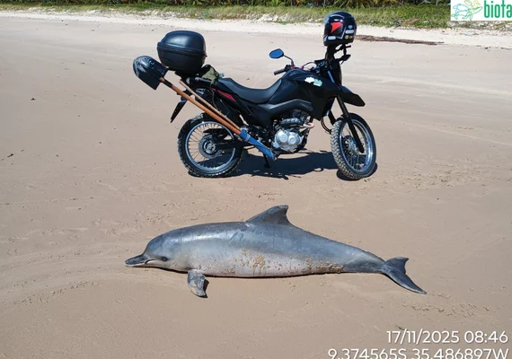 Vídeo: boto-cinza é encontrado morto em Praia da Barra de Santo Antônio