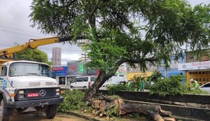 Poda de árvore: Prefeitura de Maceió orienta como solicitar serviço de forma gratuita