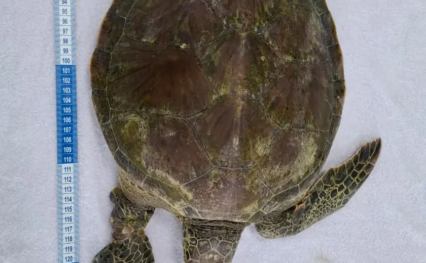 Tartaruga verde é resgatada em estado delicado na Praia do Francês