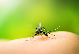 Saúde reforça importância do combate ao mosquito Aedes aegypti