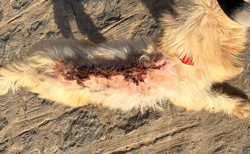 PM prende mulher por maus-tratos contra cachorro em Cajueiro