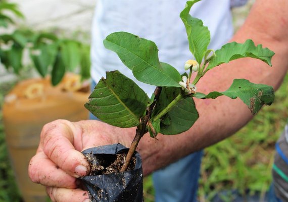 Mudas de plantas serão distribuídas durante Dia C 2018