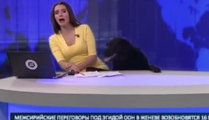 Cão invade estúdio de telejornal e assusta apresentadora; assista