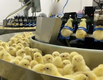 Investigação expõe que pintinhos são triturados na indústria de ovos
