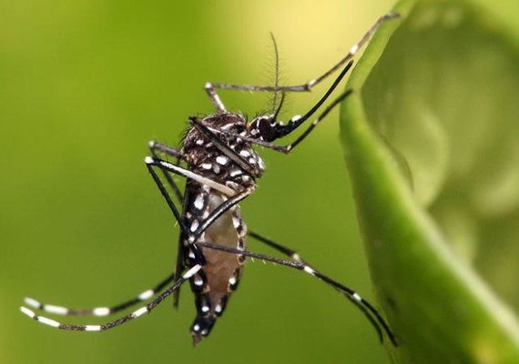 Número de casos de dengue, zika e chikungunya diminui em Alagoas