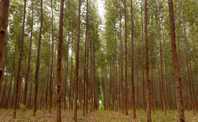 Alagoas terá maior indústria de beneficiamento de madeira do NE e única 100% automatizada do país