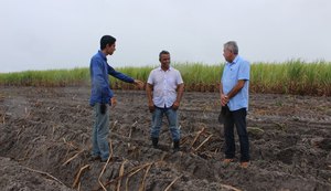 Plantio de inverno na Pindorama deve alcançar 2300 hectares
