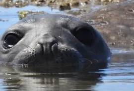 Elefante-marinho “Leôncio” reaparece no Litoral Sul de Alagoas após um dia desaparecido