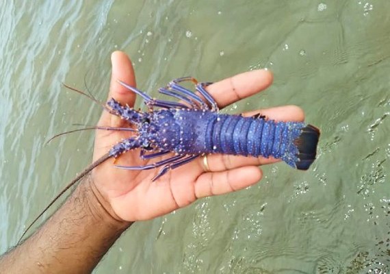 Rara lagosta azul é capturada por pescador de Maragogi durante pescaria