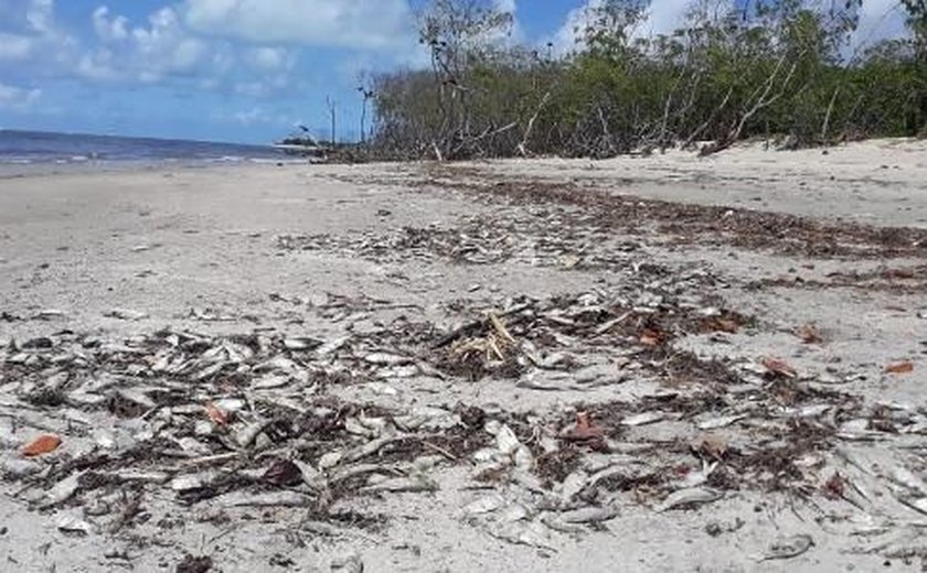 Ainda não há respostas para os peixes mortos encontrados na Barra de Santo Antônio