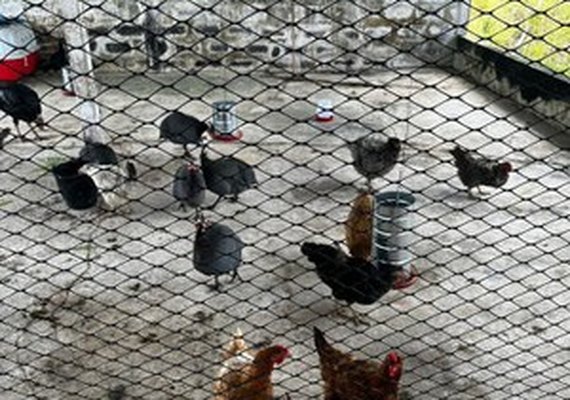 Ufal destaca o cuidado com os animais dos bairros em afundamento