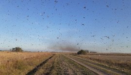 Chegada de gafanhotos em SC depende das condições do vento, diz meteorologista