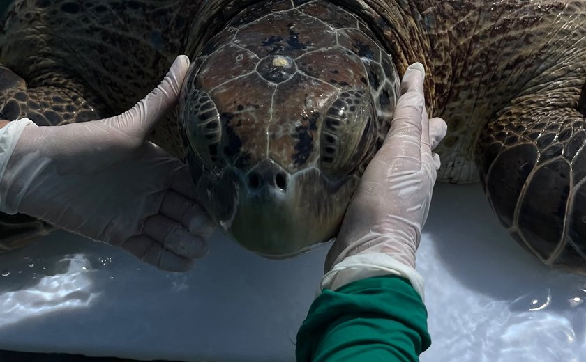 Vídeo: Tartaruga-verde é retirada de curral de pesca em praia de Ipioca