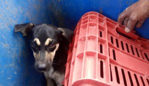 Cachorro é jogado dentro da lixeira de condomínio por funcionários de prédio