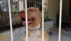 Alagoas não possui lei que proíba criação de pit bull