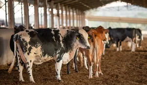 União Europeia suspende carnes do Brasil; entenda impacto e próximos passos