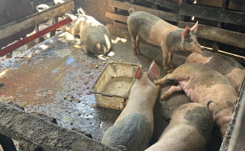 Órgãos fiscalizadores realizam ação contra o abate clandestino de suínos
