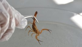 Risco de acidente com animais peçonhentos aumenta no Verão