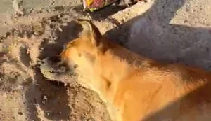 Mulher denuncia envenenamento de animais em residencial de Arapiraca