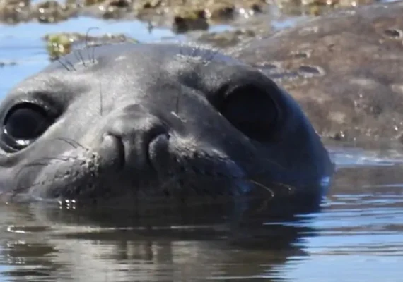 Audiência pública na ALE vai debater morte de elefante-marinho Leôncio