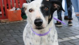 Fortes chuvas requer cuidados com os pets