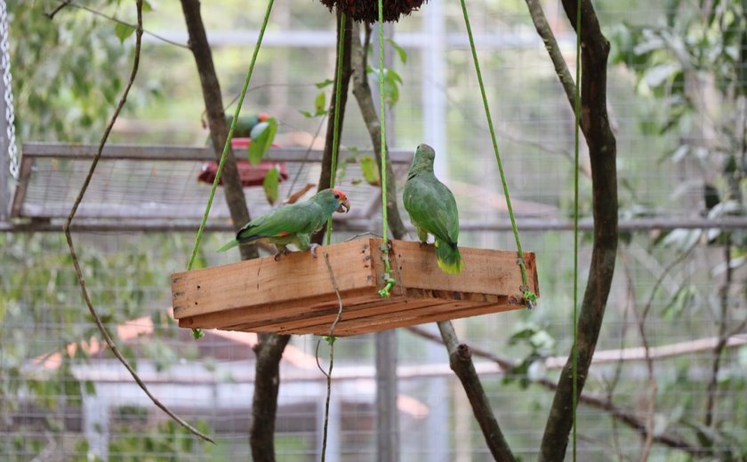 Papagaios Chauás serão transferidos para viveiro de aclimatação em reserva ambiental na região do Rio Niquim